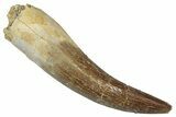 Fossil Plesiosaur (Zarafasaura) Tooth - Morocco #349816-1